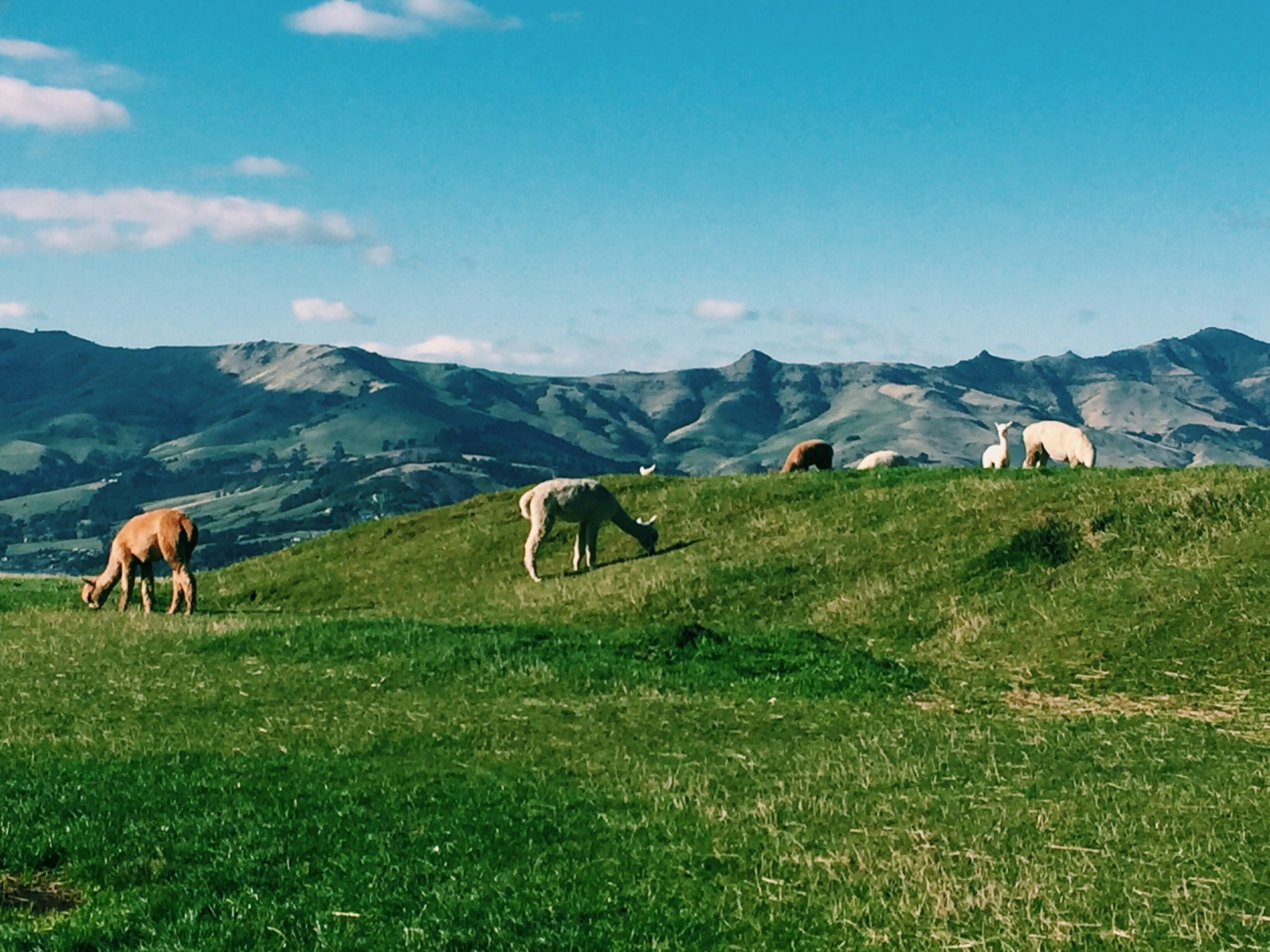 Alpacas in New Zealand