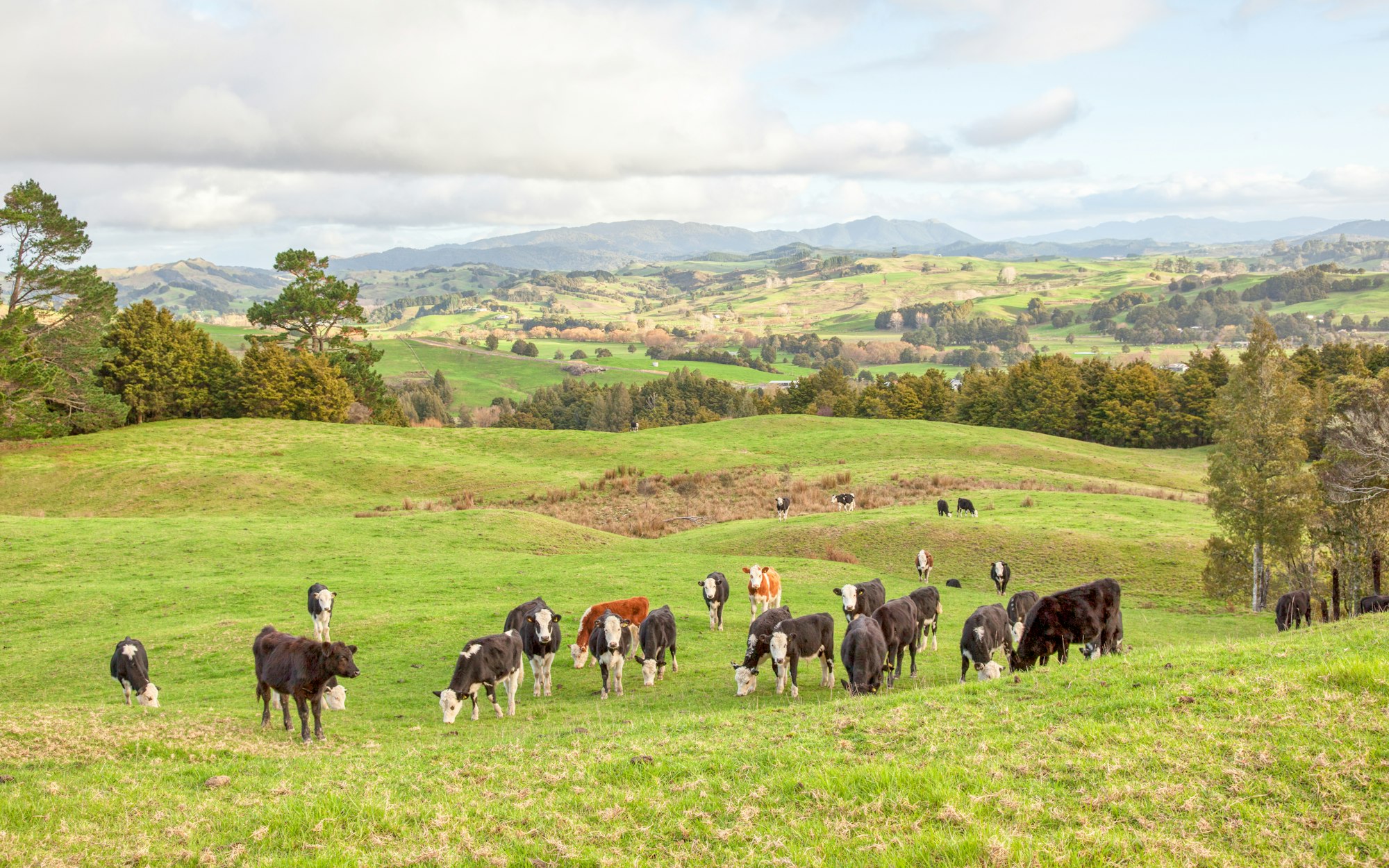 Cow Herd in New Zealand